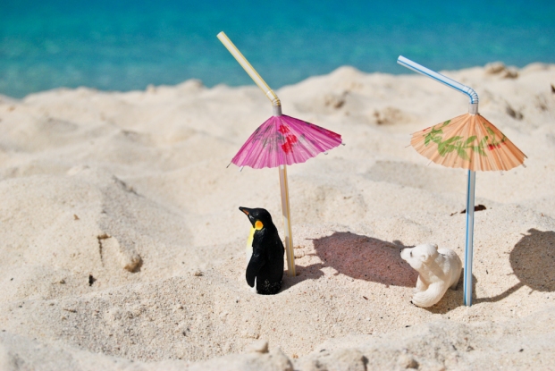 Polar bear, penguin, beach, water, Penny and stu, 